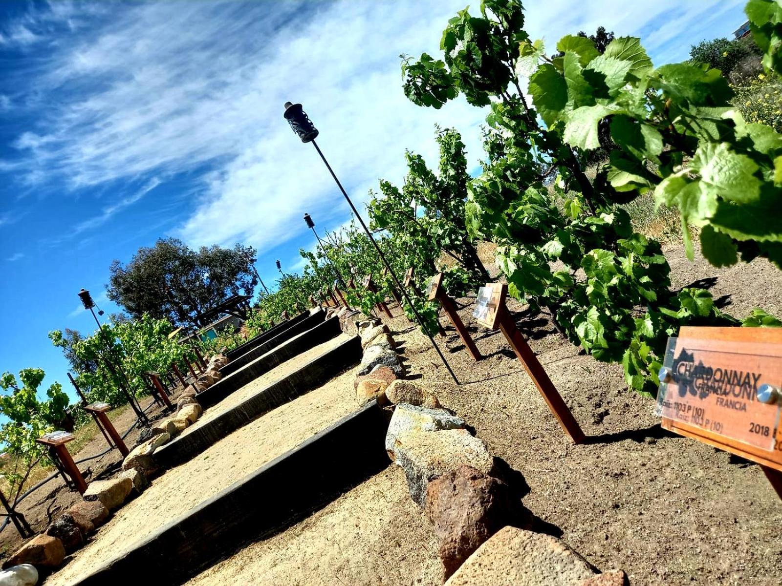 Finca Vidandrei Casa Eucalipto Valle de Guadalupe Exterior foto